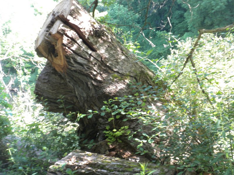 Where Big Trees Go To Die