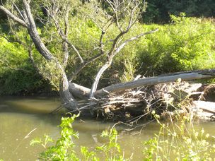 Where Big Trees Go To Die